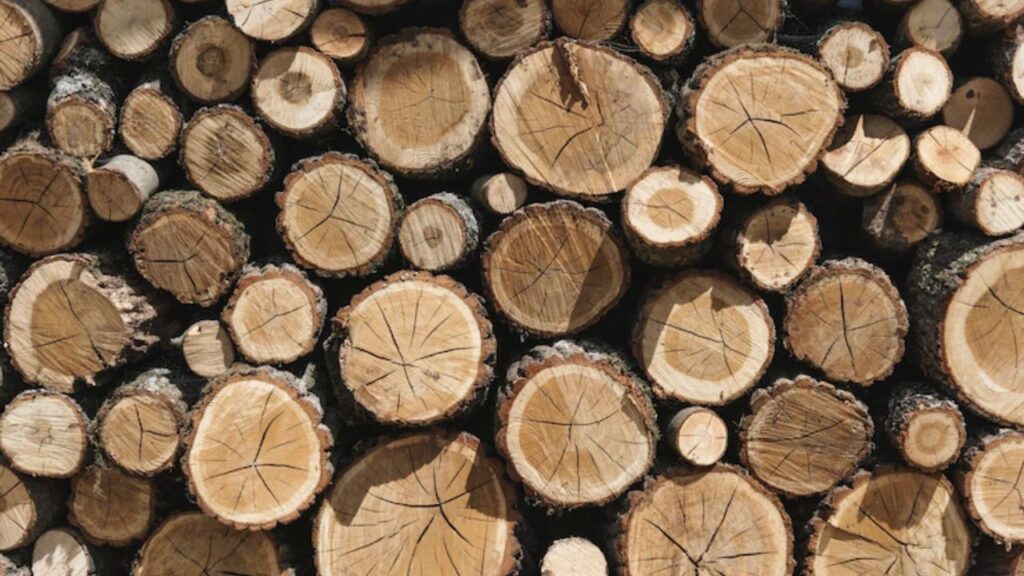 World Oldest timber