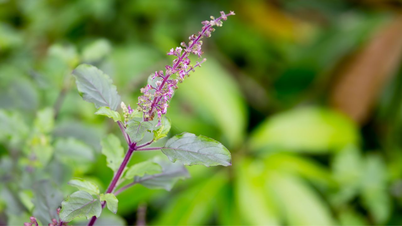 5 Benefits Of Keeping A Tulsi Plant At Home
